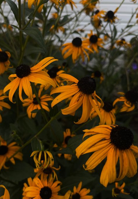 Black Eyed Susan Aesthetic, Susan Aesthetic, Black Eyed Susan Flower, Friend Aesthetic, Future Garden, Black Garden, Black Eyed Susan, Black Eyed, Black Flowers