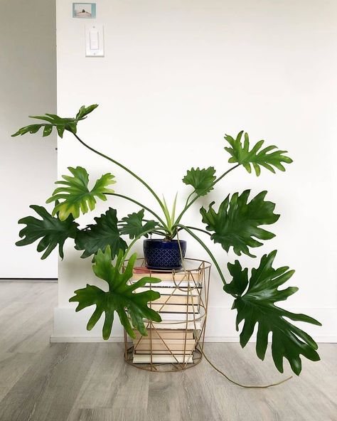 35 Best Indoor Plants That Clean the Air and Remove Toxins - on Thursd Tree Philodendron, Philodendron Bipinnatifidum, Lily Turf, Pineapple Planting, Parlor Palm, Wall Paneling Diy, Moth Orchid, Dendrobium Orchids, Banana Plants