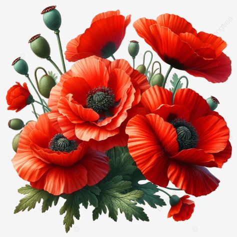 a bouquet of red flowers with the words a bouquet of red flowers bouquet of red flowers red flower Poppy Flower Illustration, Red Flowers Bouquet, Pictures Of Poppy Flowers, Lone Soldier, Poppy Flower Bouquet, Poppy Flower Art, Red Flower Bouquet, Flower Poppy, Flower Graphics