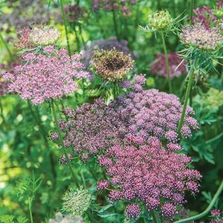 Flowers To Plant In August, Flowers To Plant, Wild Carrot, Indoor Flowering Plants, Biennial Plants, Wild Flower Meadow, Daucus Carota, Organic Mulch, Garden Guide