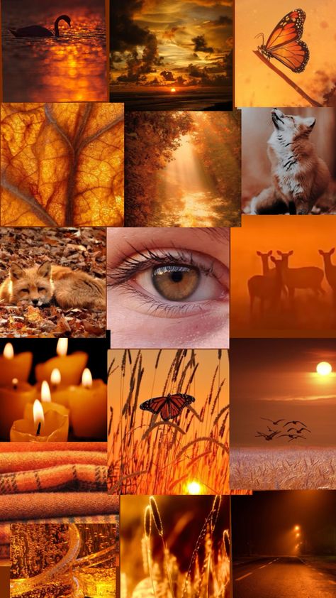 Amber Colour Palette, Amber Color Aesthetic, Ambre Core, Amber Color Palette, Amber Eyes Color, Amber Aesthetic, Amber Eyes, Amber Alert, Burning Love