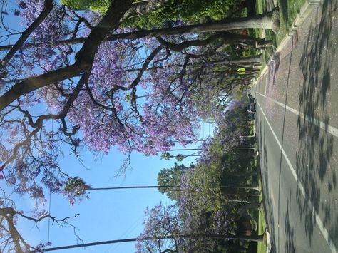 Pasadena Aesthetic, Outside Photos, San Gabriel Mountains, Favorite Albums, South Pasadena, Pasadena California, Southern Girl, The Good Old Days, City Streets