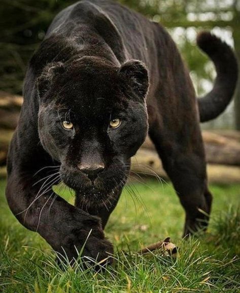 Showing Some Love For Save The Panther Day - I Can Has Cheezburger? Macan Kumbang, Pantera Band, Band Wallpaper, Jaguar Animal, Gato Grande, Black Jaguar, Exotic Cats, Black Panthers, Cheetahs