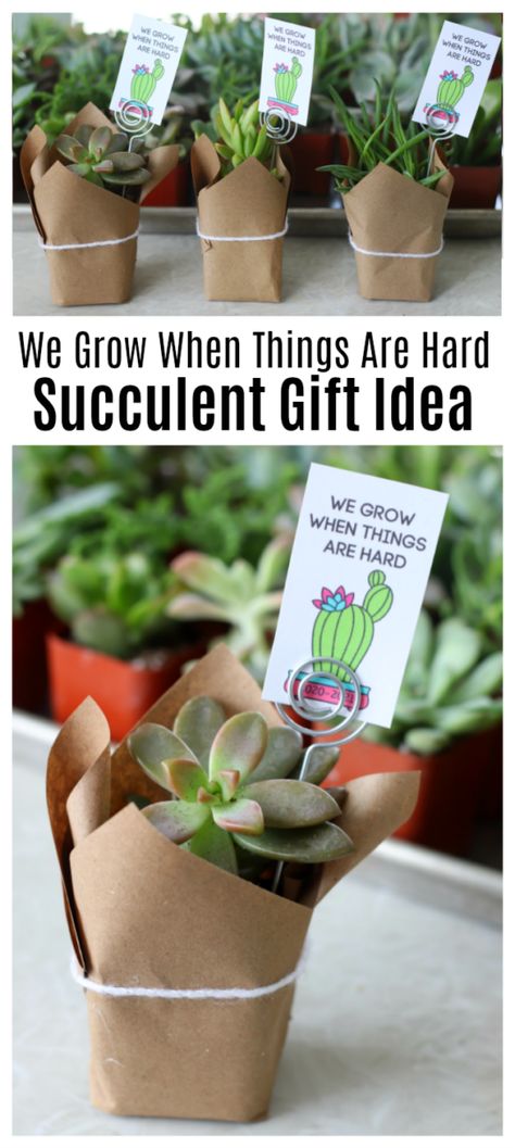 Succulents For Teacher Appreciation, Summer Gift Ideas For Women, Succulents Gift Ideas, Plant Gift Tags, Homeroom Mom, Succulent Gift, Cactus Gifts, Staff Gifts, Succulent Wall