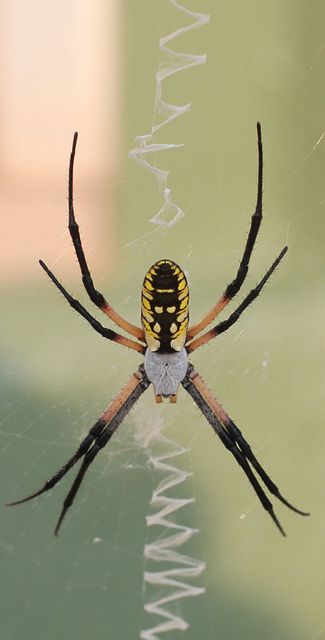 Writing (Banana) spiders live all around our house.  They write words in their webs~ Garden Critters, Arachnids Spiders, Bubbles Art, Spiders And Snakes, Orb Weaver, Garden Spider, Spider Costume, Levitation Photography, Creepy Spider