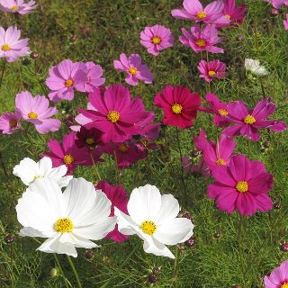 Cosmos 'Sensation Mix' Cosmos Sensation Mix Flowers, Cosmos Sensation, Cosmos Plant, Garden Hideaway, Australian Plants, Australian Native Plants, Cosmos Flowers, Heirloom Vegetables, New Flowers