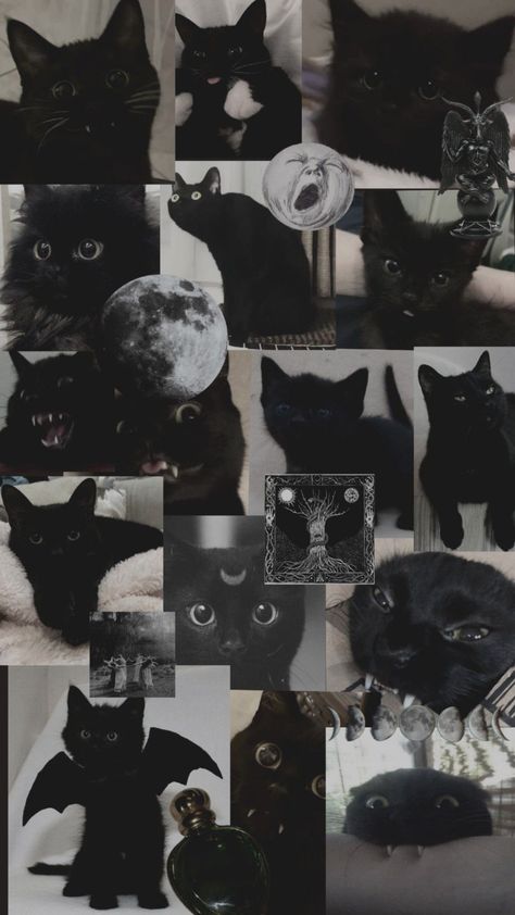 Black Cats Wallpaper Aesthetic, Black Cats Wallpaper Iphone, Therian Wallpaper Black Cat, Black Cats Aesthetic Wallpaper, Black Cat Wallpaper Dark, Black Cat Wallpaper Aesthetic, Black Cat Wallpaper, Animal Print Socks, Black Cat Aesthetic