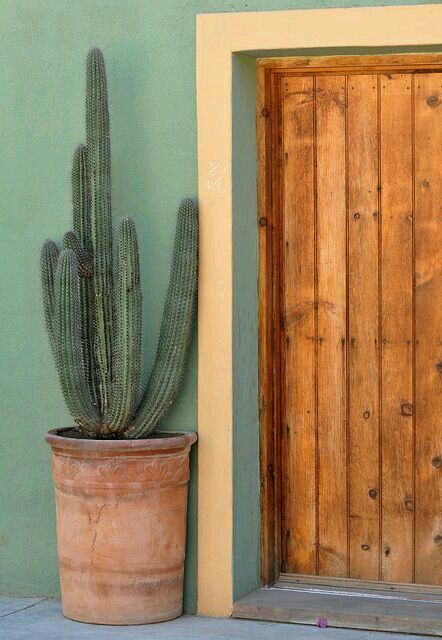 💚 Cactus Indoor, Cactus House, Feng Shui Colors, Garden Cactus, Plant Cactus, Mexico House, Mexican Home, Cactus Decor, Casa Exterior