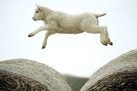 lamb leaping atop round bales - sheep_leap_03 by georgei145, via Flickr - #lamb #sheep #leap #jump #run #hay #round #bale #farm #animal #animals #lambs #spring tå√ Lamb Jumping, Sheep Jumping, Sleeping Sheep, Sheep Art, Counting Sheep, Sheep And Lamb, Cute Sheep, Animal Reference, Oita