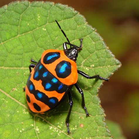 Shield Bug, Shield Bugs, Beautiful Insects, Garden Problems, Cool Insects, Yunnan China, Stink Bugs, Beetle Insect, Cool Bugs