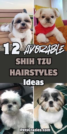 Shih Tzu Top Knot Styles, Shih Tzu Face Grooming, Female Shih Tzu Haircut, Small Dog Haircuts Style, Long Hair Dog Grooming Styles, Lhasa Apso Haircut Styles, Shitzu Haircuts Boy Shih Tzus, Shitzu Haircuts Boy Teddy Bears, Shi Tzu Hairstyles Short