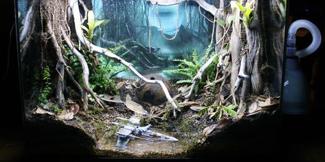 Rainforest Ecosystem, Bioactive Vivarium, Build Tank, Landscape Reference, Forest Designs, Hunting Land, Enter The Dragon, Tree Canopy, Apex Predator