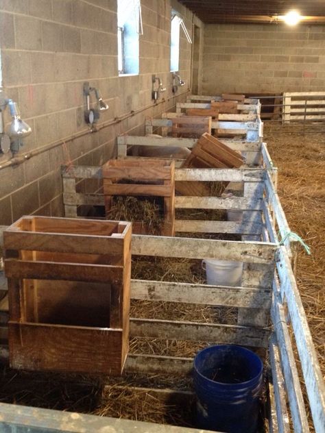 Lambing pens Sheep Lambing Pens, Lamb Pen Ideas, Sheep Pen Ideas, Sheep Barn Ideas, Lambing Pens, Small Animal Barn, Sheep Feeders, Sheep Barn, Goat Feeder