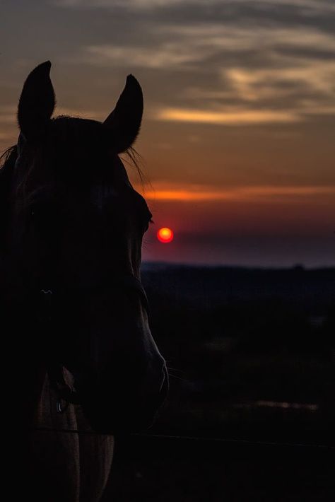 Wallpaper Horse, Horse Background, Country Sunset, Beautiful Horses Photography, Horse Wallpaper, Horse Aesthetic, Cute Horses, Horse Photography, Horse Pictures