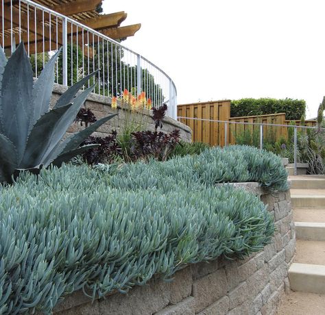 Blue Chalk Sticks (Senecio mandraliscae)  Contemporary, low-maintenance plant that can cover a lot of ground. Bluish-gray fleshy spikes cascade over walls, along garden edges or in containers. This succulent fills in the landscape, spreading 2 to 3' wide & reaching 1' to 2' tall. Grow it in full sun or light shade in dry climates. It can tolerate some water but is very drought tolerant. This plant prefers mild climates & is hardy to about 15 or 20 degrees. Blue Chalk Sticks, Architecture Tips, Chalk Sticks, Succulent Landscape Design, Landscape Gardening, Waterwise Garden, Succulent Landscaping, Blue Plants, Coastal Gardens