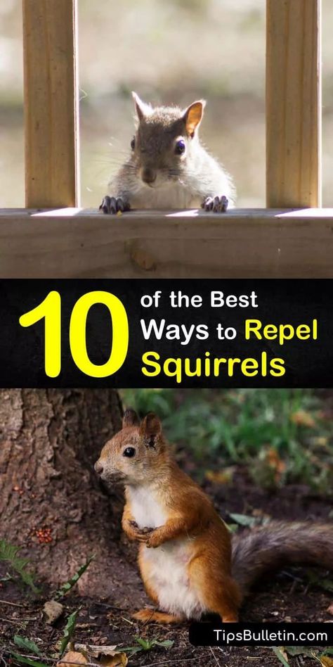 Diy Squirrel Repellent Homemade, Plants That Repel Squirrels, Ground Squirrels How To Get Rid Of, Homemade Squirrel Repellent, How To Get Rid Of Squirrels, How To Get Rid Of Squirrels In Your Yard, How To Keep Squirrels Out Of Bird Feeder, Keep Squirrels Out Of Bird Feeders, How To Keep Squirrels Out Of Garden