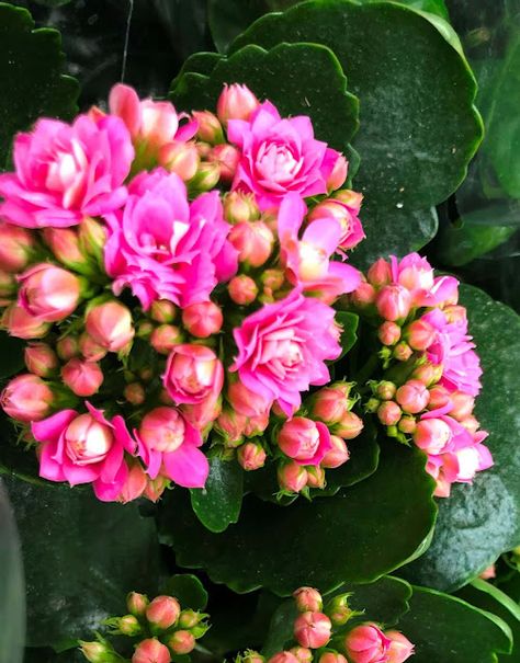 Kalanchoe ou Flor-da-fortuna Trees, Plants, Flowers, Quick Saves