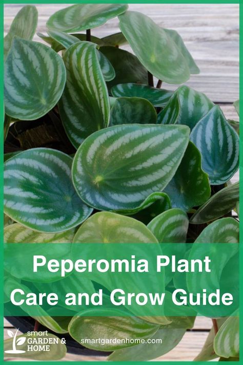 Peperomia plants are the perfect addition to any home! Easy to care for, they thrive in low light and require minimal watering. Their colorful leaves and small size make them ideal for any spot. Discover how to grow and care for them at Smart Garden and Home! Peperomia Plant Care, Plant Care Guide, Peperomia Plant, Houseplant Care, Smart Garden, Air Purifying Plants, House Plant Care, Ornamental Plants, Mother Plant