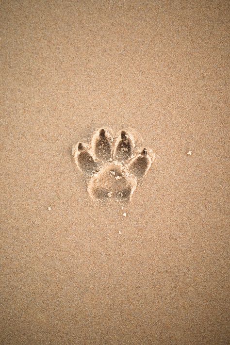 Sand Heart, Sand Pictures, Puppy Paw Prints, Doodle Mom, Iphone11 Pro, Free Iphone Wallpaper, Best Iphone Wallpapers, Wallpaper Download, White Backdrop