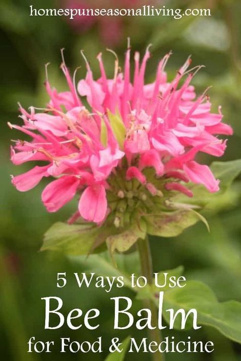 Bee balm is good for pollinators as well as being tasty and medicinal for us, these 5 ways to use bee balm will help you keep it in your home. Bee Balm Medicinal Uses, Bee Balm Uses, Earth Queen, Bee Balm Plant, Gardening Herbs, Medicinal Herbs Garden, Edible Wild Plants, Diy Herb Garden, Seasonal Living