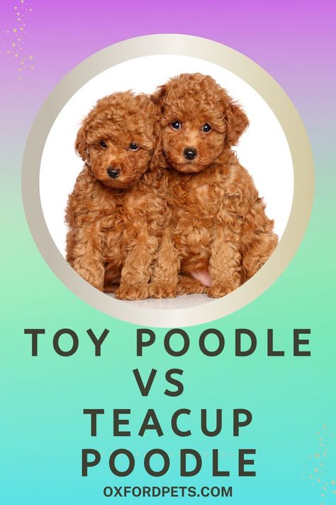 Tea Cup Poodles, Toy Poodle Teddy Bear Cut, Teacup Poodle Full Grown, Toy Poodle Grooming, Toy Poodle Haircut Teddy Bears, Poodle Teddy Bear Cut, Red Toy Poodle, Toy Poodle Haircut, Teacup Poodles For Sale