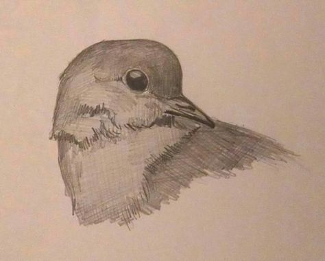 Morning Dove Drawing, Dove Sketches, Dove Drawing, Bday Gift, Sketches Simple, Sketch Art, Wildlife Art, Drawing Sketch, Pen Drawing