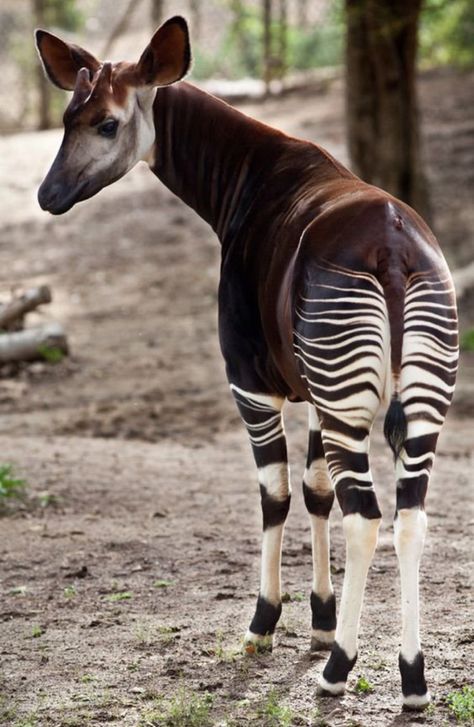 Is it a zebra? A giraffe? Nope, this wonderful creature is called an okapi! Unusual Animals, Rare Animals, Exotic Animals, Awesome Animals, Airbrush Art, Endangered Animals, Animal References, Imagine Dragons, African Animals