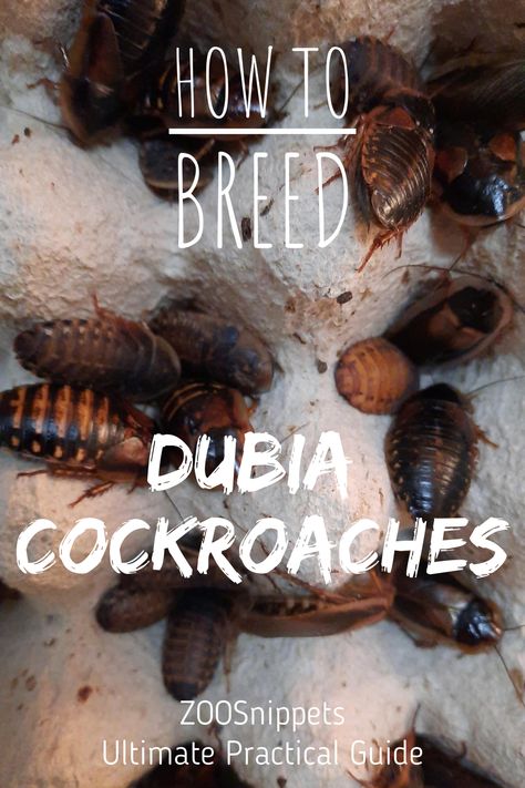 Raising Dubia Roaches, Diy Dubia Roach Colony, Dubia Roach Colony Setup, Dubia Roach Colony, Dubia Roaches Setup, Odd Animals, Dubia Roaches, Reptile Pets, Bearded Dragon Terrarium