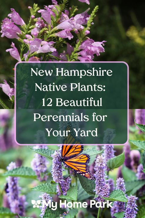 Discover 12 stunning native plant species that are perfect for enhancing your garden. These low-maintenance plants not only add beauty and variety, but they also support local wildlife and promote a healthier ecosystem. These native plants are the ideal choice for gardeners looking to create an eco-friendly, sustainable outdoor space.

#NativePlants #PollinatorFriendly #NativeFlowers #GardenDesign #PlantForPollinators #NativePerennials #GardeningWithNativePlants Obedient Plant, Swamp Milkweed, Monarch Caterpillar, Asclepias Tuberosa, Native Gardens, Native Plant Gardening, Formal Garden, Rain Garden, Herbaceous Perennials