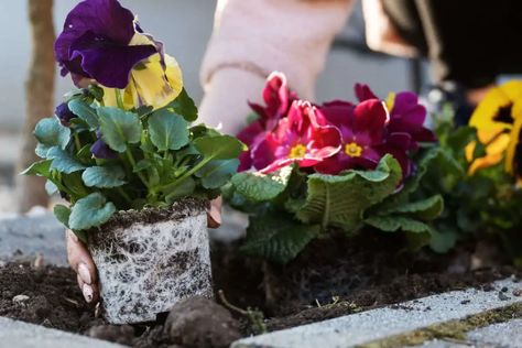 How To Keep Pansies Alive In Summer? Fall Months, Cool Weather, In Summer, Pansies, Spring And Fall, Good Times, Beautiful Flowers, Plants, Flowers