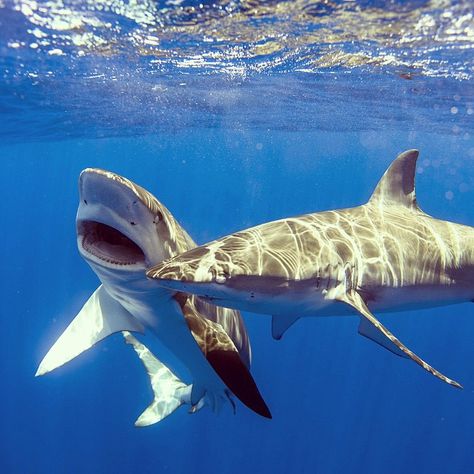 Galapagos sharks getting a little frisky. @oneoceandiving #clarklittle🆑 Galapagos Shark, Ocean Habitat, Save The Sharks, Shark Pictures, Shark Fishing, Water Animals, Marine Aquarium, Underwater Creatures, Shark Week