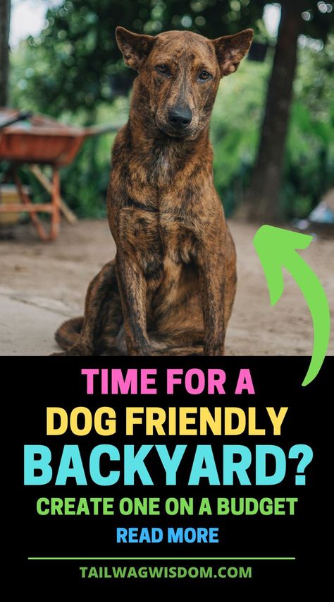 Dog Backyard Area, Diy Dog Yard, Dog Backyard Playground, Dog Yard Landscaping, Pet Friendly Backyard, Pet Friendly Yard, Outdoor Dog Area, Backyard On A Budget, Backyard Dog Area