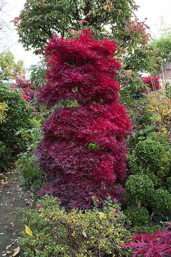 Japanese Maple Tree Varieties, Acer Garden, Maple Tree Landscape, Acer Trees, Best Plants For Shade, Red Maple Tree, Japanese Garden Landscape, Columnar Trees, Courtyard Gardens Design