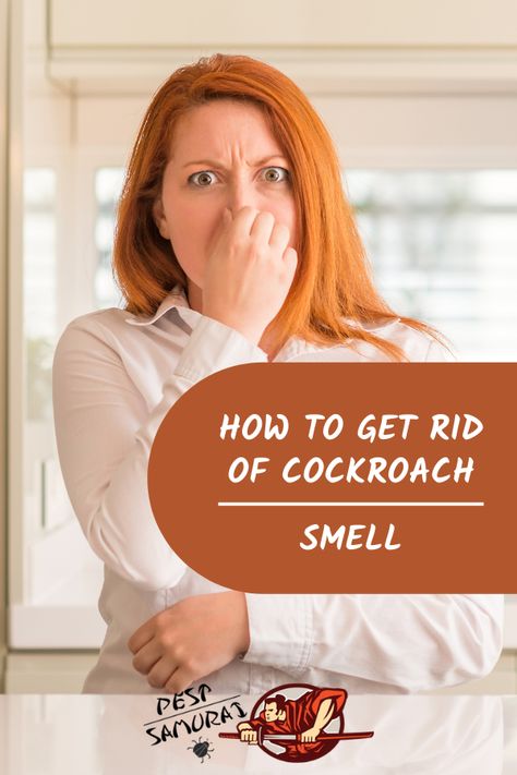 Cockroach smell is very unpleasant, especially after they die. In this article, you can find out what do cockroaches smell like, do they smell when you kill them, and why do cockroaches smell so bad. Read what does cockroach poop smell like, and do cockroach nests smell. Also, learn how to get rid of cockroach smell with our step by step instructions. #cockroaches #pestcontrol #getridofcockroaches How To Get Rid Of Cockroaches Fast Diy, How To Get Rid Of Cockroaches In Kitchen, German Cockroaches How To Get Rid Of, Repel Cockroaches, Get Rid Of Cockroaches Forever, Cockroach Repellent, Roach Infestation, Home Pest Control, German Cockroach