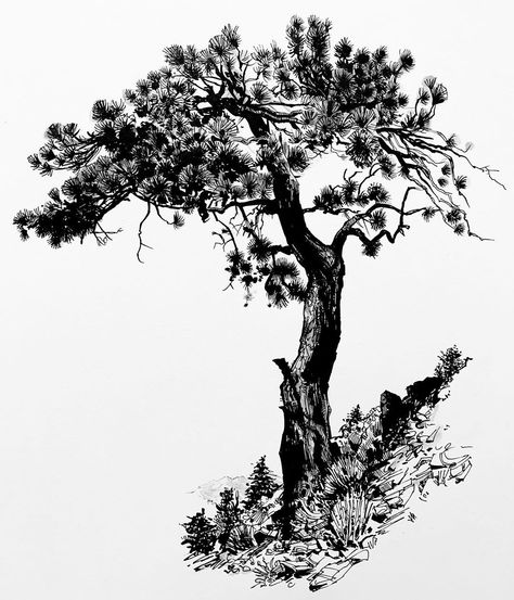 Paul Heaston on Instagram: “Ponderosa pine. Hero M86 fude nib fountain pen, gray ink wash on @stillmanandbirn Epsilon paper. #tree #treedrawing #treesketch #drawing…” Paul Heaston, Pine Tree Drawing, Tree Tattoo Designs, Tree Sketches, Ponderosa Pine, Ink Wash, Georges Braque, Tree Drawing, Ink Illustrations