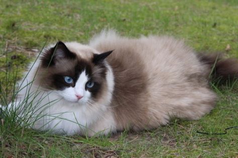 Pasha – A Seal Bicolor Ragdoll Cat Ragdoll of the Week Baal Belgium IMG_2600 Ragdoll Cat Bicolor, Seal Bicolor Ragdoll, Bicolor Ragdoll, Cat Types, Bicolor Cat, Cat Tattoo Design, Cat Ragdoll, Cats Tattoo, Calming Cat