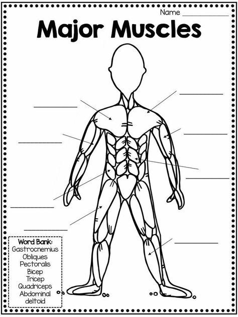 Muscular System For Kids, Muscular System Activities, Muscles Diagram, Human Body Unit Study, Muscle Diagram, Muscle System, Types Of Muscles, Physical Education Lessons, Human Body Unit