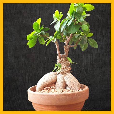 My Ficus Ginseng Microcarpa Bonsai throughout the years 💚 #bonsaitree #ficusmicrocarpa #ficusbonsai #ficus #ficusginseng #bonsaistyles #ficusmicrocarpaginseng Ficus Ginseng, Bonsai Ficus, Ficus Microcarpa, Pot Decor, Bonsai Styles, Indoor Plant Pots, Indoor Plant, Bonsai Tree, May 23