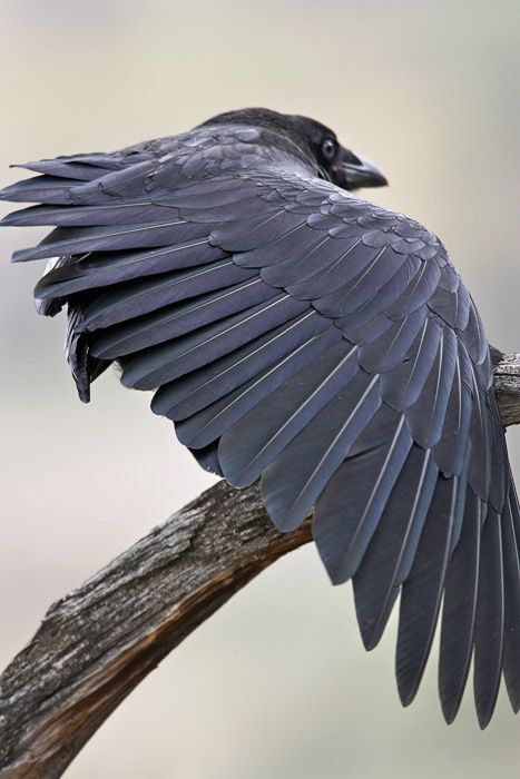 Raven wings up close Raven Bird Reference, Raven Wings Reference, Crow Wing Reference, Crow Wings Drawing Reference, Crows Ravens Drawing, Closed Wings Reference, Philza Wings, Raven Wings Drawing, Bird Wings Reference