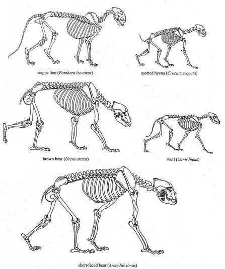 Comparative anatomy on Pinterest | Prehistoric, African Elephant ... Bear Anatomy, Elephant Anatomy, Extinct Mammals, Short Faced Bear, Comparative Anatomy, Historical European Martial Arts, Animal Skeleton, Unicorn Horns, Kodiak Bear