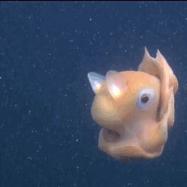 Opisthoteuthis Adorabilis Dumbo Octopus Gif, Octopus Gif, Dumbo Octopus, Molluscs, Cute Octopus, Underwater Animals, Deep Sea Creatures, Beautiful Sea Creatures, Silly Animals