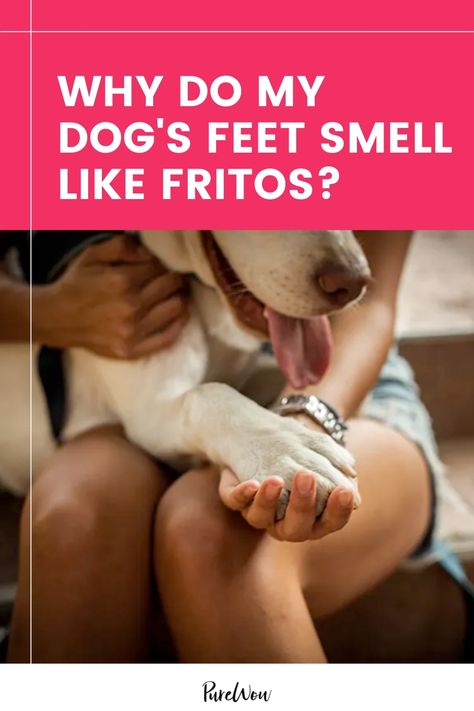 Why Do My Dog's Feet Smell Like Fritos (and Should I Do Something About It)? #purewow #family #advice #pet #dogs Dogs Feet Smell Like Fritos, Dog Paws Smell Like Fritos, Foot Soak Recipe, Stinky Dog, Smelly Dog, Dog Smells, Dog Pee, Dog Ear, Pet Safety