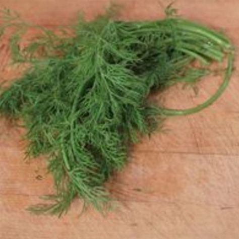 How to Freeze Fresh Dill Freeze Herbs, Freezing Fresh Herbs, Freezing Herbs, Preserving Herbs, Fruit And Vegetable Storage, Drying Dill, Pickle Jars, Garden Guide, Fresh Dill