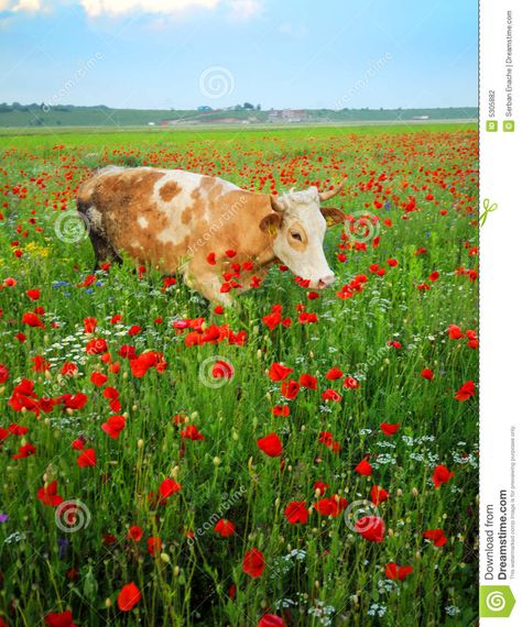 animals in wildflower pictures | Cow in wildflowers field Cow Grazing, Wildflowers Field, Fluffy Cows, Cow Pictures, Cow Painting, Baby Cows, A Cow, Red Poppy