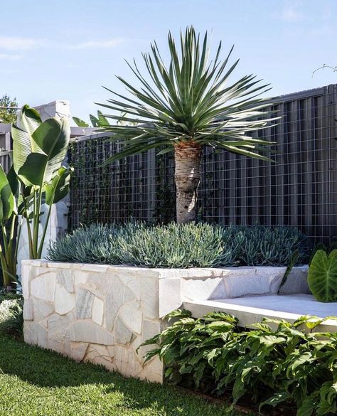 Cycas Revoluta Landscape, Street Appeal Australia Front Yards, Dracena Draco, Stone Walls Garden, Stone Wall Cladding, Front Fence, Landscaping Retaining Walls, Pool Landscape Design, Garden Inspo