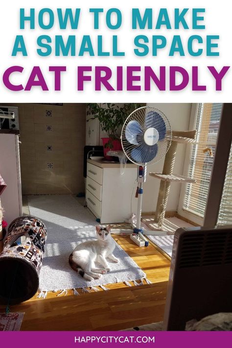 Apartment With Cat Ideas, Kitten Area In Bedroom, Catification Ideas Diy Apartment, Living With A Cat In An Apartment, Bedroom Ideas Cat Friendly, Cat In Small Apartment, Cat Room Ideas Small Spaces Tiny House, Cats Apartment Living, Cats In Dorm Rooms