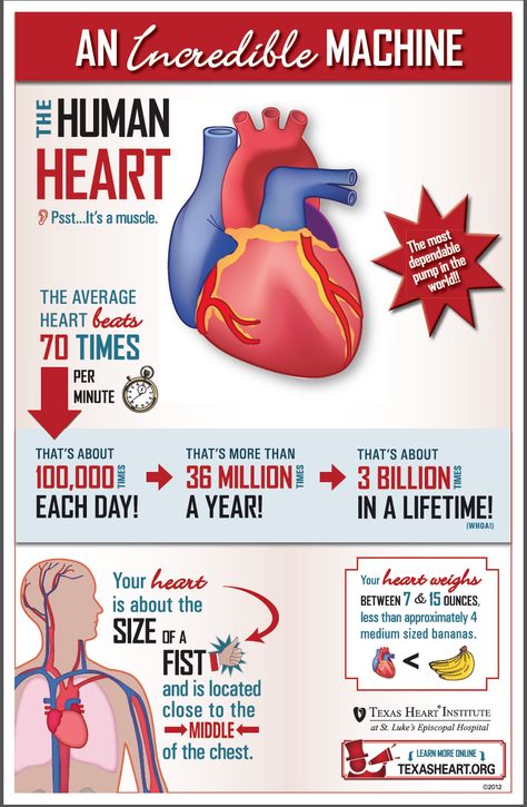 Human Physiology - Fun facts about the human heart, an incredible machine. Nutrition Pyramid, Heart Facts, Nutrition Logo, Bad Cholesterol, The Human Heart, Nutrition Quotes, Heart Anatomy, Sport Nutrition, Medical Facts