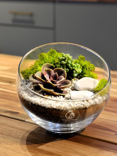 succulent terrarium Terraria Tips, Closed Terrarium, Diy Terrarium Kit, Open Terrariums, Diy Terrarium, Terrarium Ideas, Terrarium Decor, Terrariums Kits, Terrarium Diy