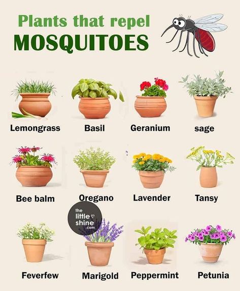 DIY garden and home decoration, exterior and interior design ideas | plants that repel mosquitoes | Facebook Bug Deterrent, Plants That Repel Mosquitoes, Repel Mosquitos, Plants That Repel Bugs, Mosquito Plants, Special Plants, Natural Mosquito Repellant, Natural Air Freshener, Plant Care Houseplant