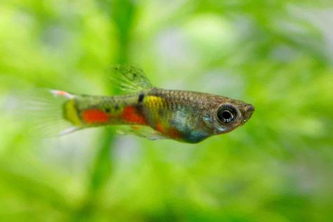 Best Fish For Small Tanks, Fish For Small Tanks, Small Aquarium, Community Tanks, Aquascape Aquarium, Veterinary Services, Fish Species, Small Tank, Small Fish